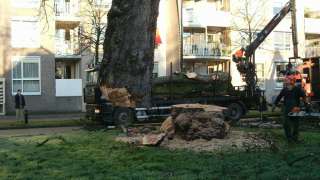 de stam heeft een doorsnee van meer dan 140 cm dikhout, afkorten tot 2 meter hout hovenier Tilburg Breda Eindhoven Vught coniferen verwijderen